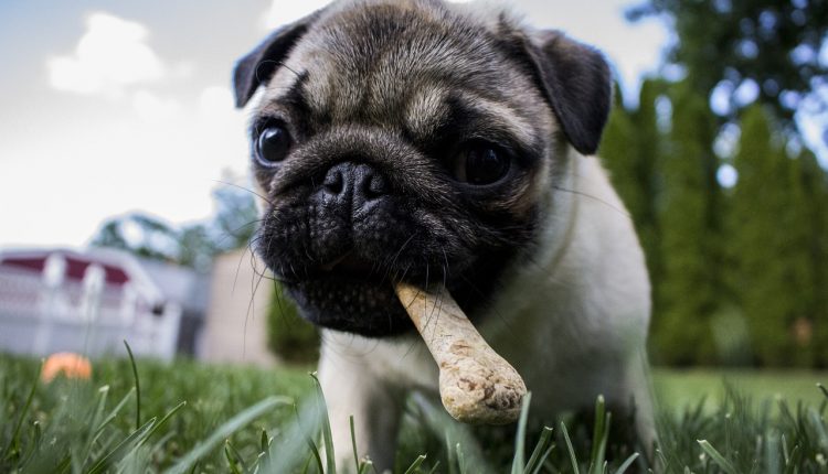 Knochen für Hunde - Auch für den Mops sind sie wichtig