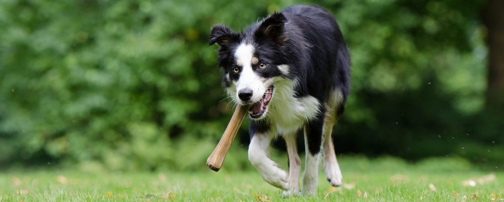 Knochen für Hunde: Damit können sie sich stundenlang beschäftigen