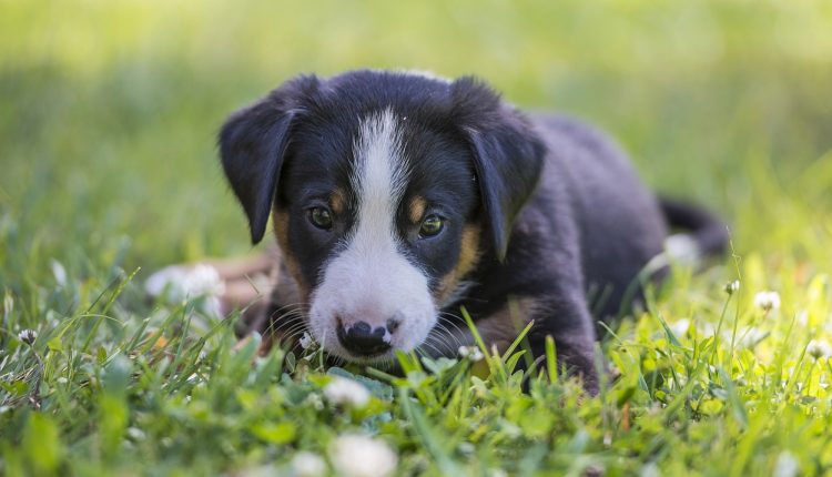 Keine Fehler beim Barfen - Ein entspannter Hund ist das Ergebnis