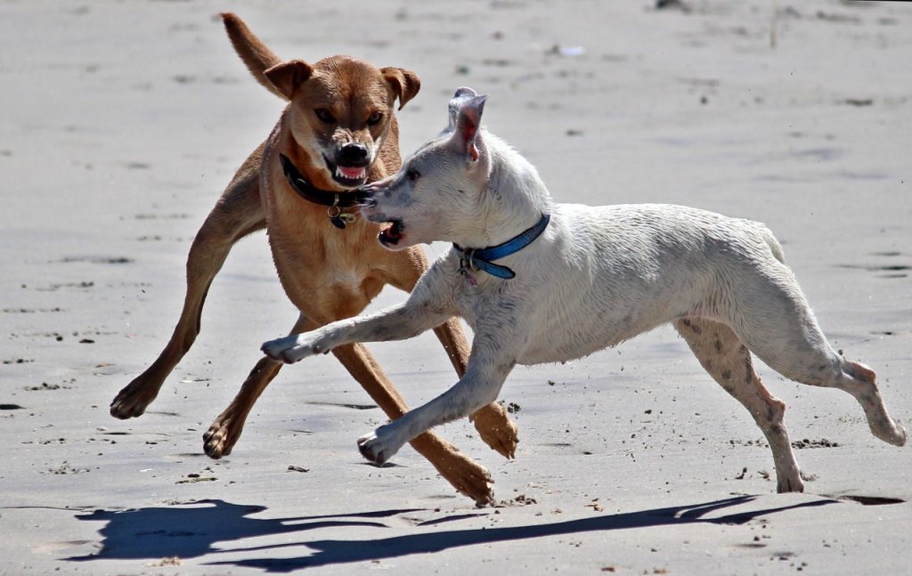 Hund wird durch Barf aggressiv und entdeckt seinen Jagdtrieb wieder - Ein beliebter Mythos