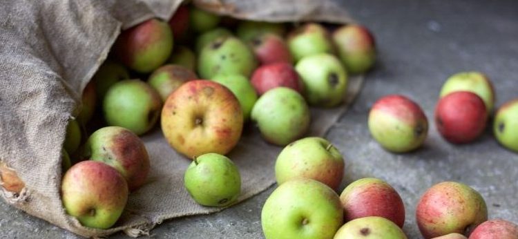 Mit dem Barf Plan kommen Äpfel und andere Obstsorten in den Napf