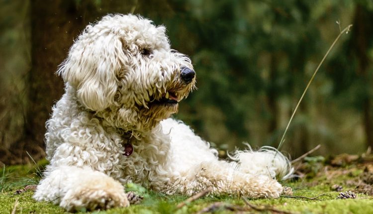 Beim Barfen unterversorgt? Ganz im Gegenteil, ein entspannter und glücklicher Hund dank Barf
