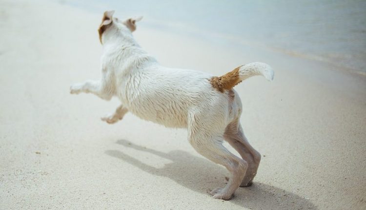 Mit dem Hund entspannt am Strand: Durch Barfen im Urlaub kein Problem
