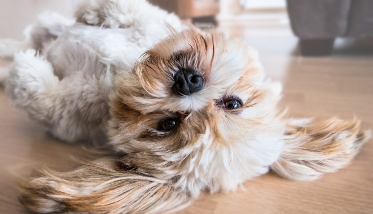 Lammfleisch mit Kürbis und Kokos macht jeden Hund glücklich