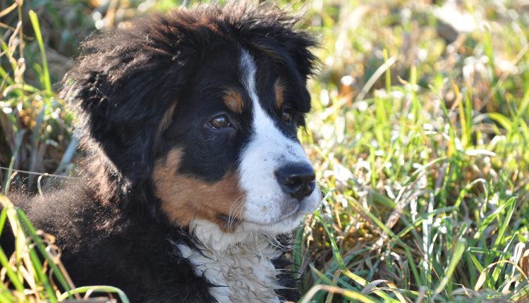 Ein guter Barf Speiseplan führt zu einem entspannten und glücklichen Berner Sennenhund
