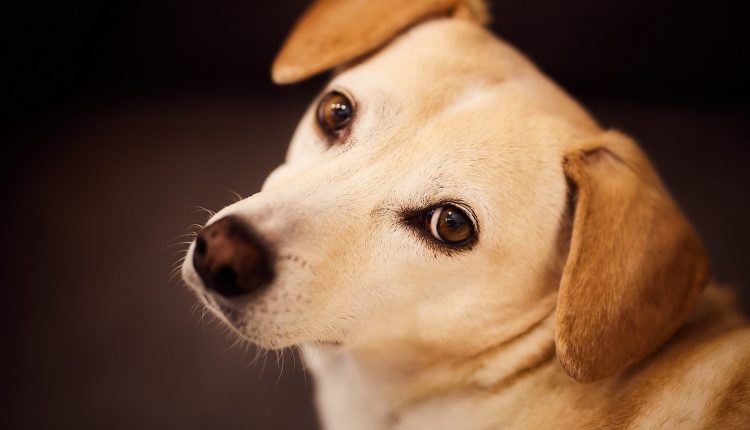 Ausschlussdiät bei Fellnasen: Der fragende Blick eines Hundes