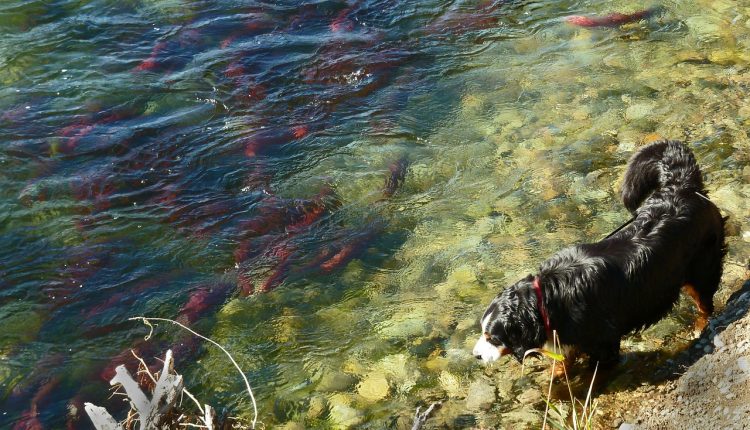 Fisch für Hunde: Da schaut selbst der Hund interessiert ins Wasser