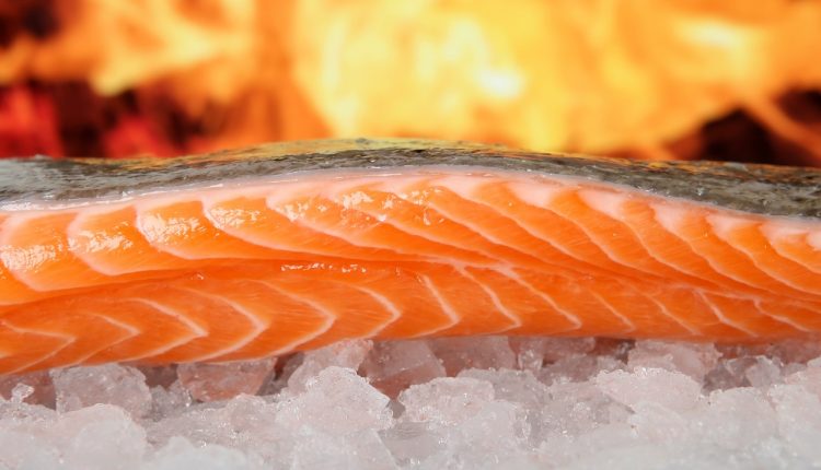 Fisch für Hunde: Lachs ist geeignet beim Barfen, andere Fischsorten dagegen weniger