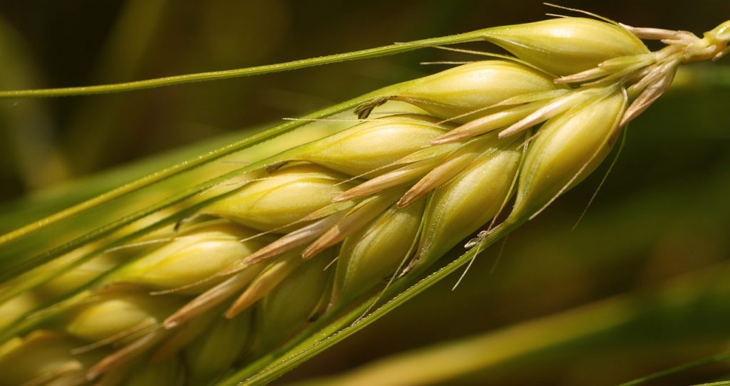 Eine Getreideähre: Gehört Getreide zum Barfen?
