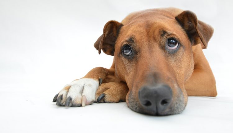 Fragender Hundeblick beim Thema Fleischverderb