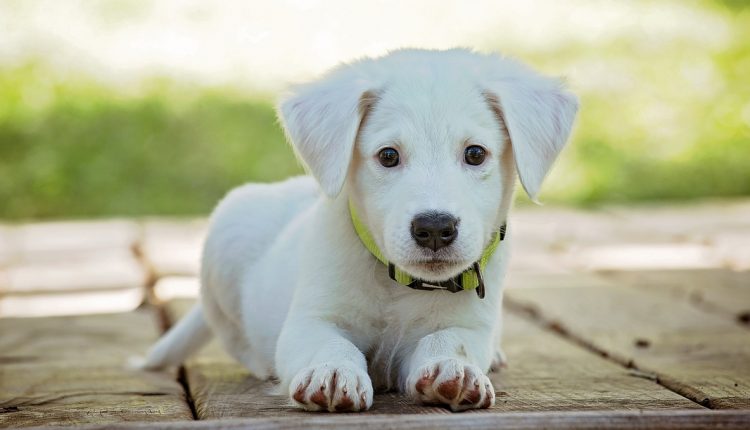 Die optimale Barf Menge für den Hund Barfen für den Hund