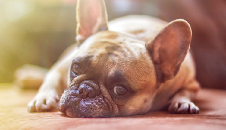 Probleme beim Barfen: Ein unmotivierter Hund liegt einfach nur rum