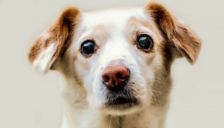 Wo rohes Fleisch für Hunde kaufen: Da schaut selbst der Hund interessiert