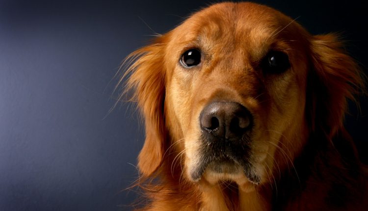 Ein fragender Hundeblick: Futterverweigerung beim Barfen