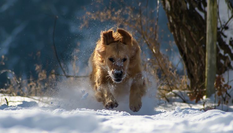 Hund spielt im Schnee: Mit diesem Barf-Gericht gehören Hautprobleme der Vergangenheit an