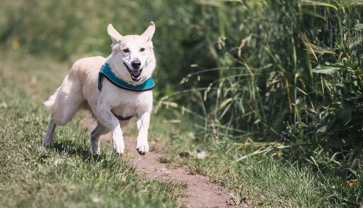 Auf Barf umstellen: Ein aktiver und spielfreudiger Hund ist das Ergebnis