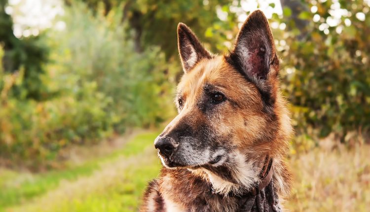 Auch für den Schäferhund kann man Rohfleisch online beziehen