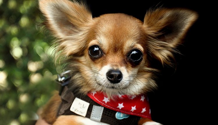 Ist Teilbarfen eine sinnvolle Alternative? Da macht auch der Hund große Augen
