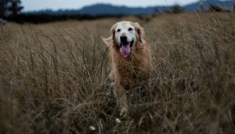 Ein Hund in einem Weizenfeld: Weizen bzw. Bulgur ist eine Zutat bei Bulgur-Lachs