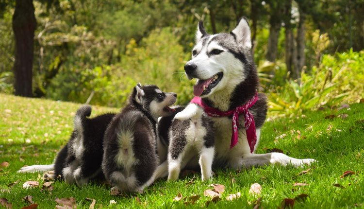 Barf für Jung und Alt: Barf ist sowohl für Welpen als auch erwachsene Hunde das Richtige