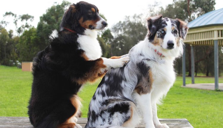 So sehen gesunde Hunde aus: Tipps für die Gesundheit meines Hundes