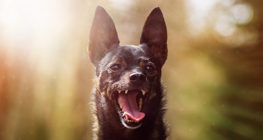 Hund zeigt Zähne: So sieht ein strahlendes Lächeln aus